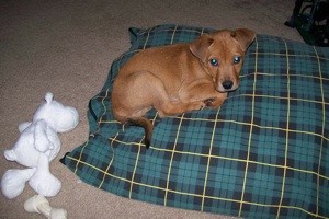 What Breed is My Dog?